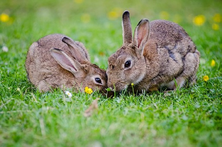 Frisk græs til kaninerne